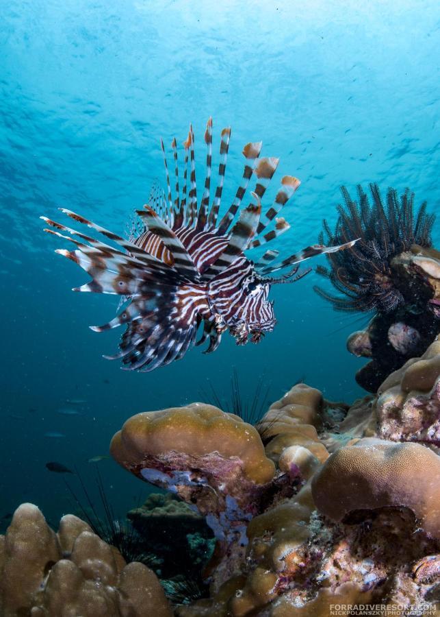 Forra Dive Resort Sunrise Koh Lipe Ngoại thất bức ảnh