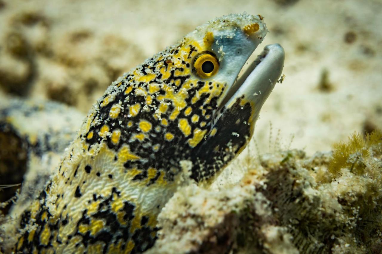 Forra Dive Resort Sunrise Koh Lipe Ngoại thất bức ảnh